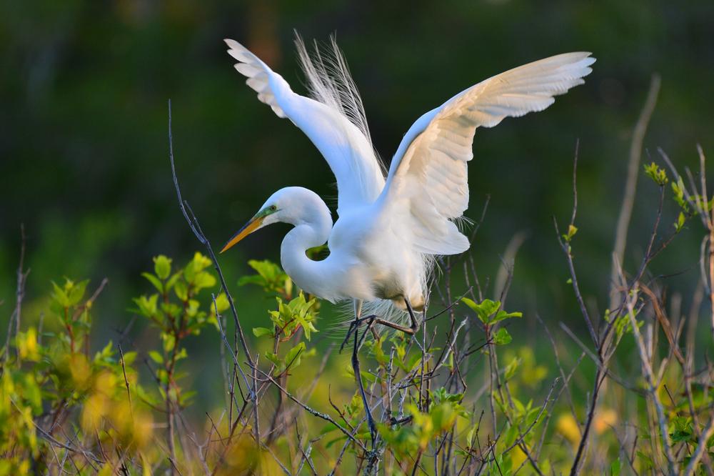 An egret in Panama City, Fla. (Paul Winterman/Shutterstock)