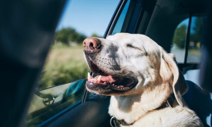 Canine Carsickness Is Common but Treatable
