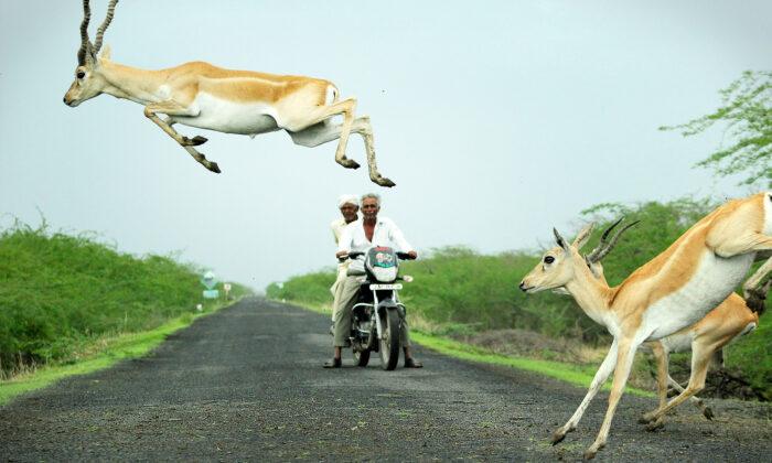 Photographer Snaps Antelope Appearing to Leap Over Motorcyclist as Herd Impressively Crosses Road