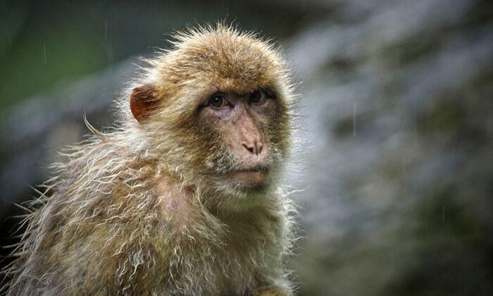 Beijing Vet Dies of Monkey B Virus, Which Has 70 to 80 Percent Fatality Rate