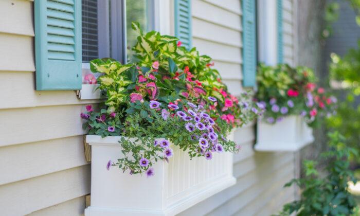 How to Plant a Window Box
