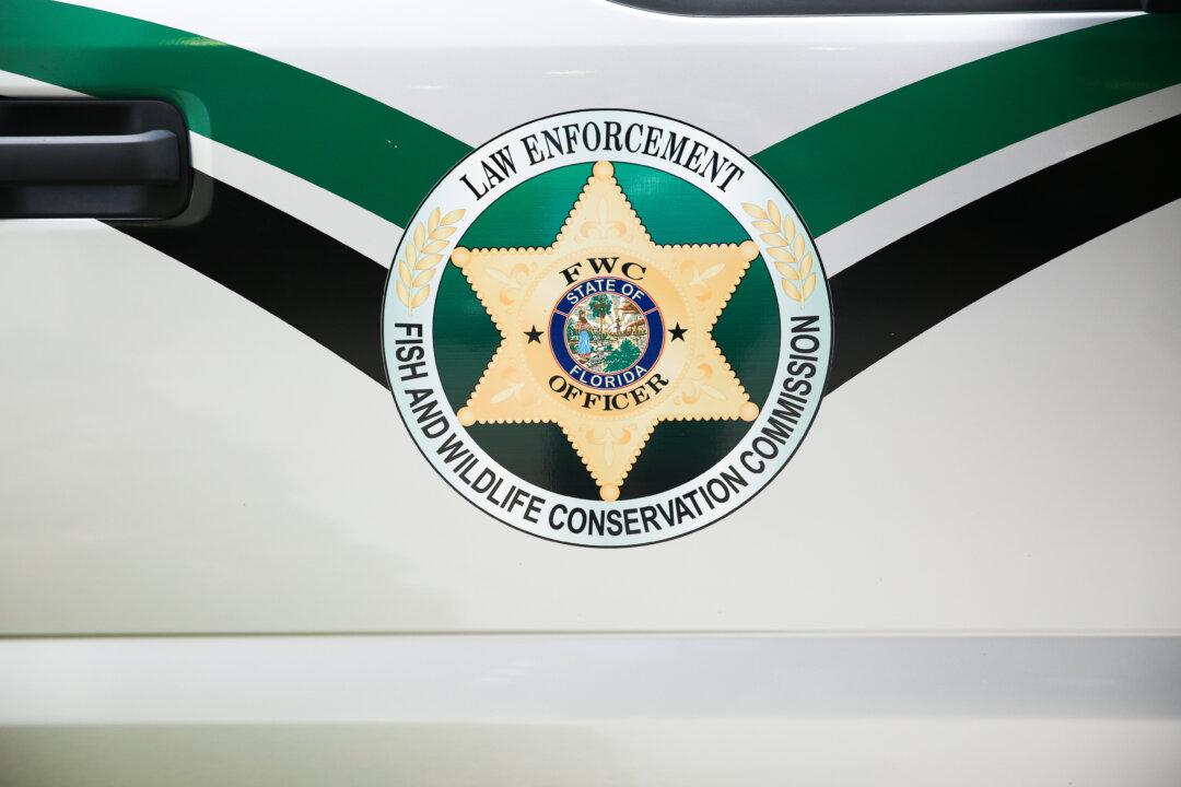 Crocodiles Making a Comeback in Florida With Increased Sightings