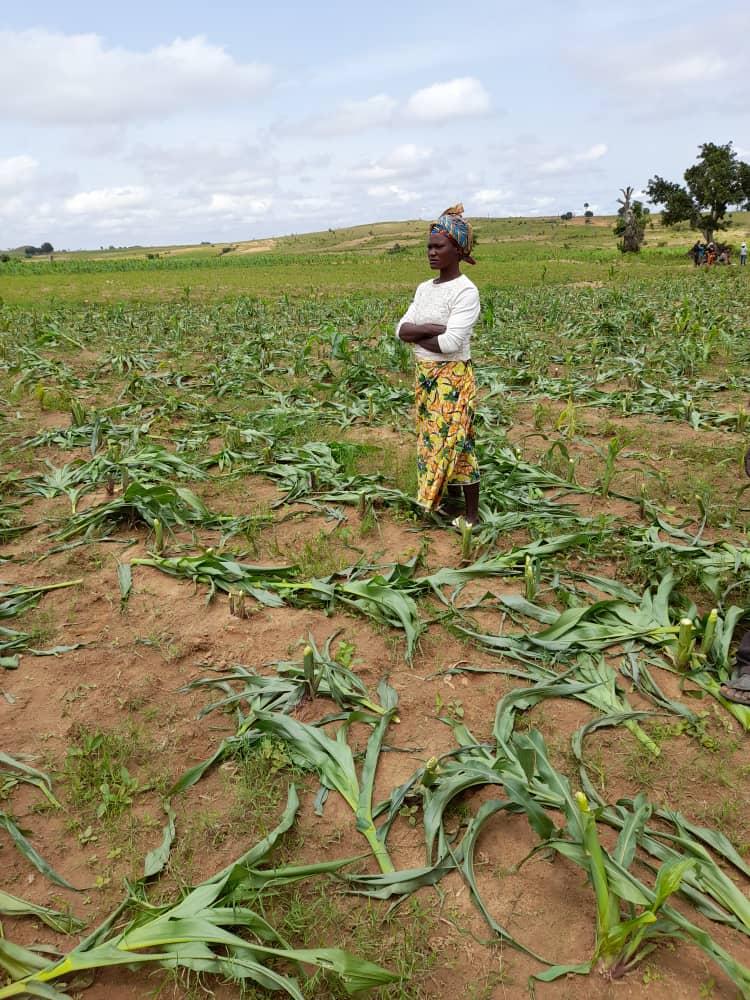 A heartbroken farmer watches her despoiled crops in Northwest Plateau State, Nigeria, on July 14, 2021. Masara Kim