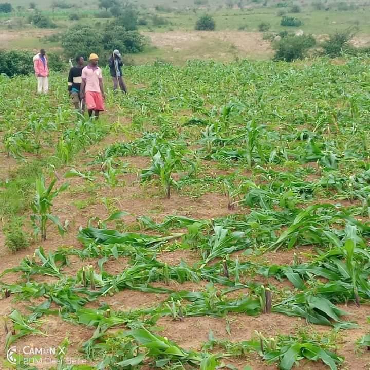 Despoiled cornfield near Jos, Nigeria, on July 5, 2021. Courtesy of Solomon Dalyop.