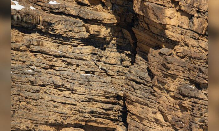 ‘Art of Camouflage’: Can You Spot the Snow Leopard Hidden on This ‘Barren’ Rocky Cliff Face?