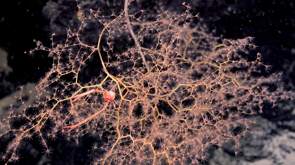 A small squat lobster sits on a golden coral in the deep ocean on the previously unexplored guyot seamount in international Pacific Ocean waters. (Courtesy of <a href="https://schmidtocean.org/scientists-explore-seamounts-in-phoenix-islands-archipelago-gaining-new-insights-into-deep-water-diversity-and-ecology/">Schmidt Ocean Institute</a>)