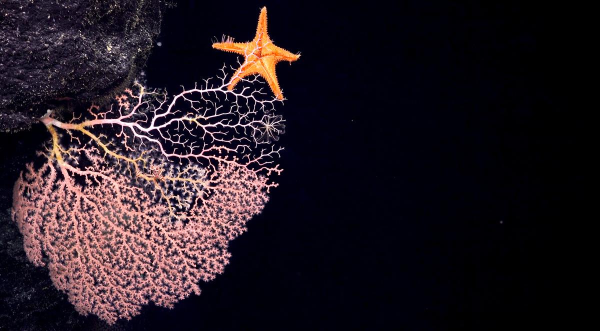 On the expedition's first ROV dive, this striking and clear example of corallivory was photographed: a predator eating coral mucus, tissue, even the skeleton of a coral. (Courtesy of <a href="https://schmidtocean.org/scientists-explore-seamounts-in-phoenix-islands-archipelago-gaining-new-insights-into-deep-water-diversity-and-ecology/">Schmidt Ocean Institute</a>)