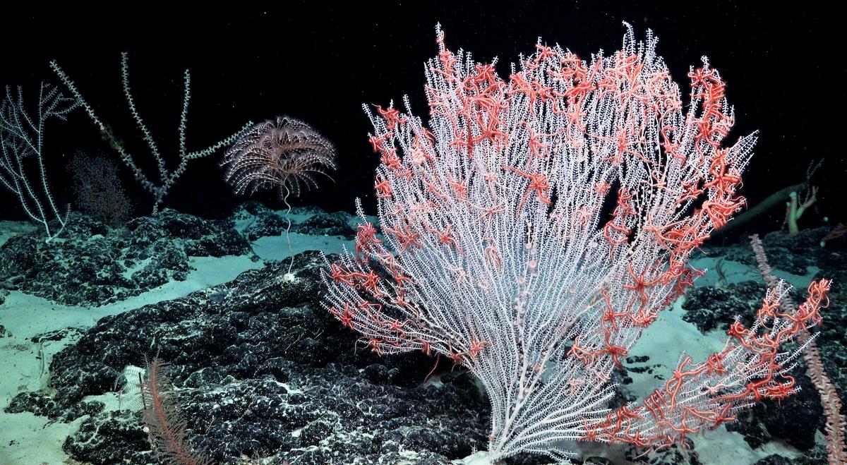 A ghostly primnoid coral is covered in brittle starfish that use the corals’ structure to gather nutrients from the water currents. (Courtesy of <a href="https://schmidtocean.org/scientists-explore-seamounts-in-phoenix-islands-archipelago-gaining-new-insights-into-deep-water-diversity-and-ecology/">Schmidt Ocean Institute</a>)