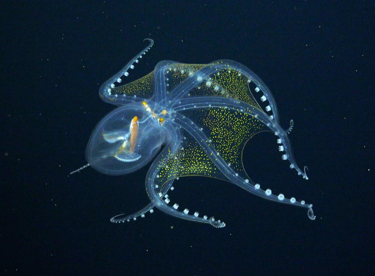 The research team captures imagery showing a live glass octopus in its habitat during its 34-day expedition in the remote Phoenix Islands Archipelago. (Courtesy of <a href="https://schmidtocean.org/scientists-explore-seamounts-in-phoenix-islands-archipelago-gaining-new-insights-into-deep-water-diversity-and-ecology/">Schmidt Ocean Institute</a>)
