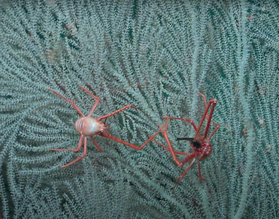 The researchers witness the comical sight of a crab stealing a fish from another crab on the ocean floor. (Courtesy of <a href="https://schmidtocean.org/scientists-explore-seamounts-in-phoenix-islands-archipelago-gaining-new-insights-into-deep-water-diversity-and-ecology/">Schmidt Ocean Institute</a>)
