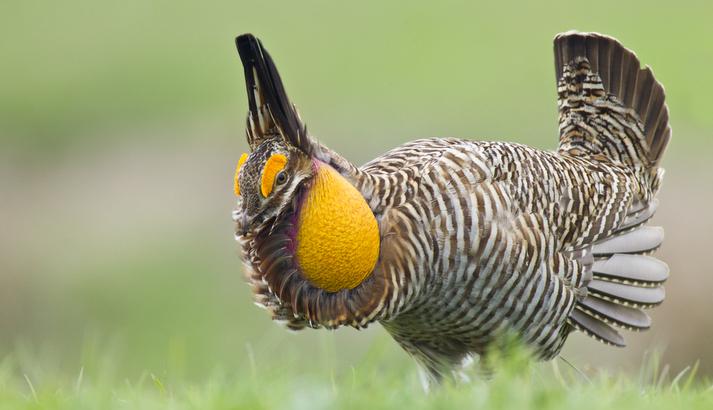 A male Attwater's prairie-chicken early in the morning at Attwater Prairie Chicken National Wildlife Refuge near Eagle Lake, TX. (Courtesy of <a href="https://www.fws.gov/">U.S. Fish and Wildlife Service</a>)