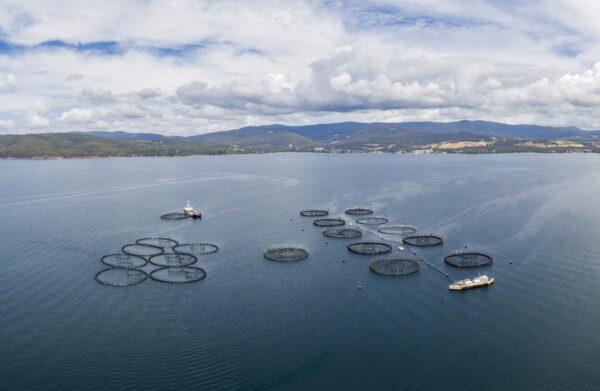 A large salmon fish farm off the coast of Tinderbox in the Hobart region of Tasmania, Australia. (Juergen Wallstabe / Adobe Stock)