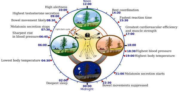 Biological clock affects the daily rhythm of many physiological processes. This diagram depicts the circadian patterns typical of someone who rises early in morning, eats lunch around noon, and sleeps at night (10 p.m.). Although circadian rhythms tend to be synchronized with cycles of light and dark, other factors - such as ambient temperature, meal times, stress and exercise - can influence the timing as well. (CC2.0)