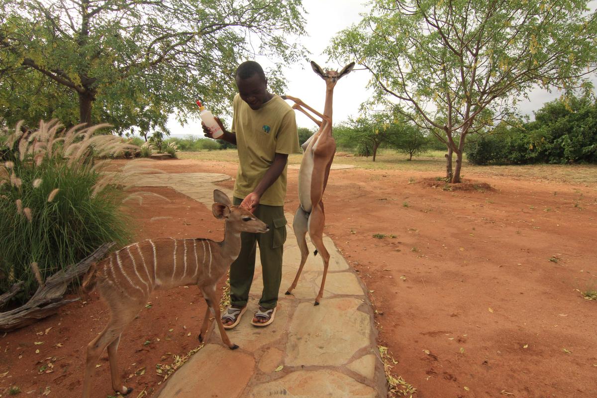 Orphaned gerenuk "Nuk," at Sheldrick Wildlife Trust's Kaluku field headquarters. (Courtesy of <a href="https://www.facebook.com/SheldrickTrust/">Sheldrick Wildlife Trust</a>)