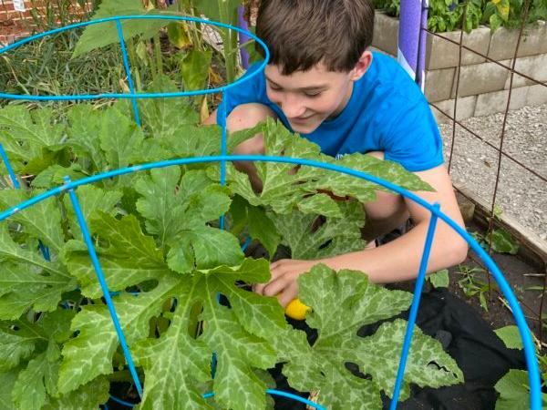 Jayden Brown, a scout in Troop 340 that established the Auburn (Illinois) Community Garden in the spring of 2020, harvests a yellow squash for the Produce in the Park event on a Thursday afternoon in July. (Tamara Browning)