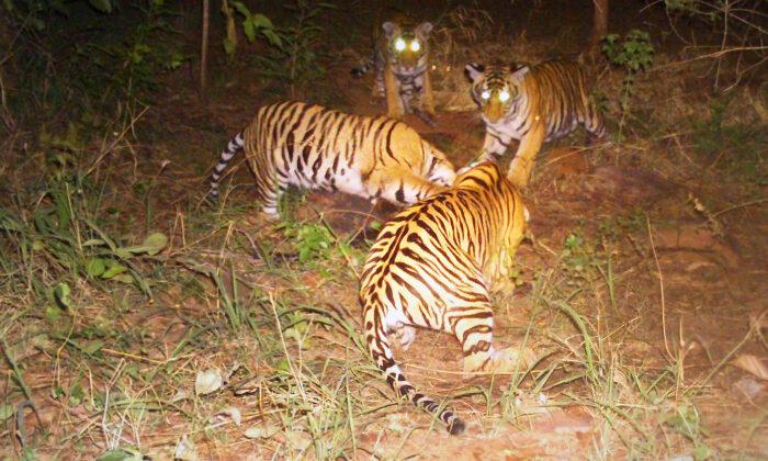 Male Tiger ‘Adopts’ 4 Tiger Cubs After Their Mom Dies; Wildlife Experts Call Behavior ’Rare’