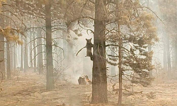 Western Wildfires: California Blaze Crosses Into Nevada
