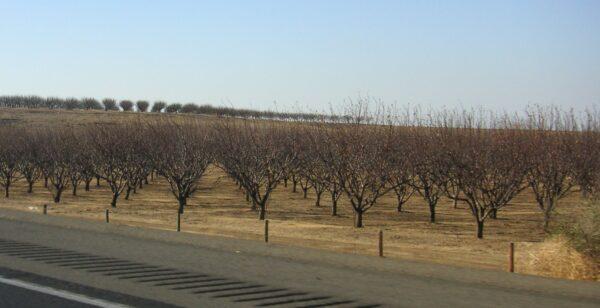 All across the west and south west, hundreds of orchards are dried up. (Beatrice Murch/CC2.0)