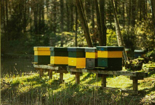 Beekeeping is becoming a vital industry, as a diminishing number of bees requires human assistance to keep populations monitored and supported. (Floris Bronkhorst/Unsplash)