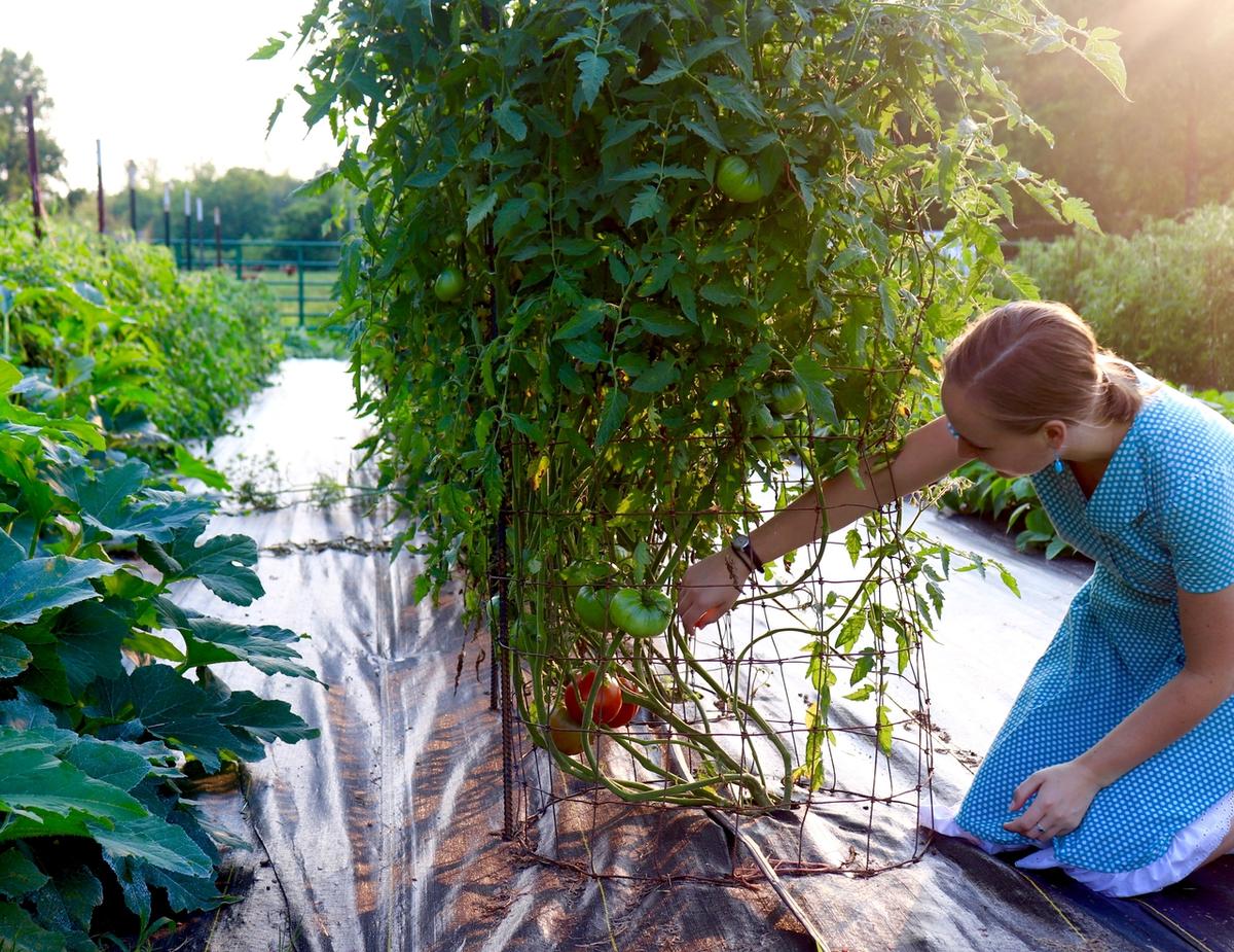 Andrea tending to her tomato plants on the family farm. (Courtesy of the Stowes)