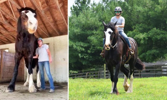 Meet Phantom: One of the World’s Tallest Horses That Outgrew His Owner’s Stables