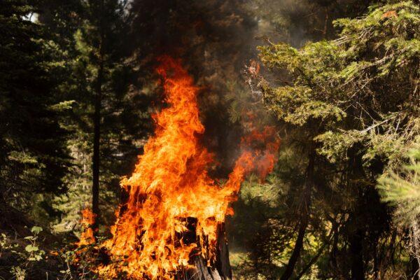 A tree stump is engulfed in flames in the Bravo Bravo section of the Bootleg Fire in the Fremont National Forest of Oregon, Ore., on July 21, 2021. (Mathieu Lewis-Rolland/Getty Images)