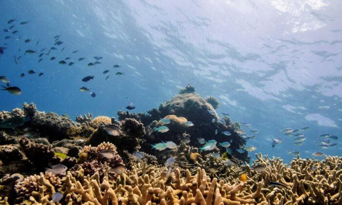 UNESCO Keeps Great Barrier Reef Off ‘In Danger’ List After Pushback From Australia