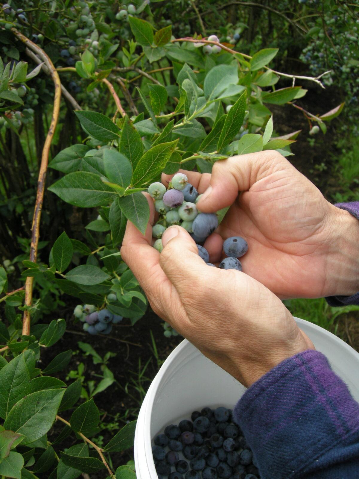 Ezra Ranz demonstrates the two-finger tickle picking method on a Rubel blueberry bush. (Eric Lucas)