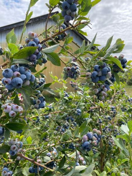 Bluecrop blueberries. (Courtesy of Bow Hill Blueberries)