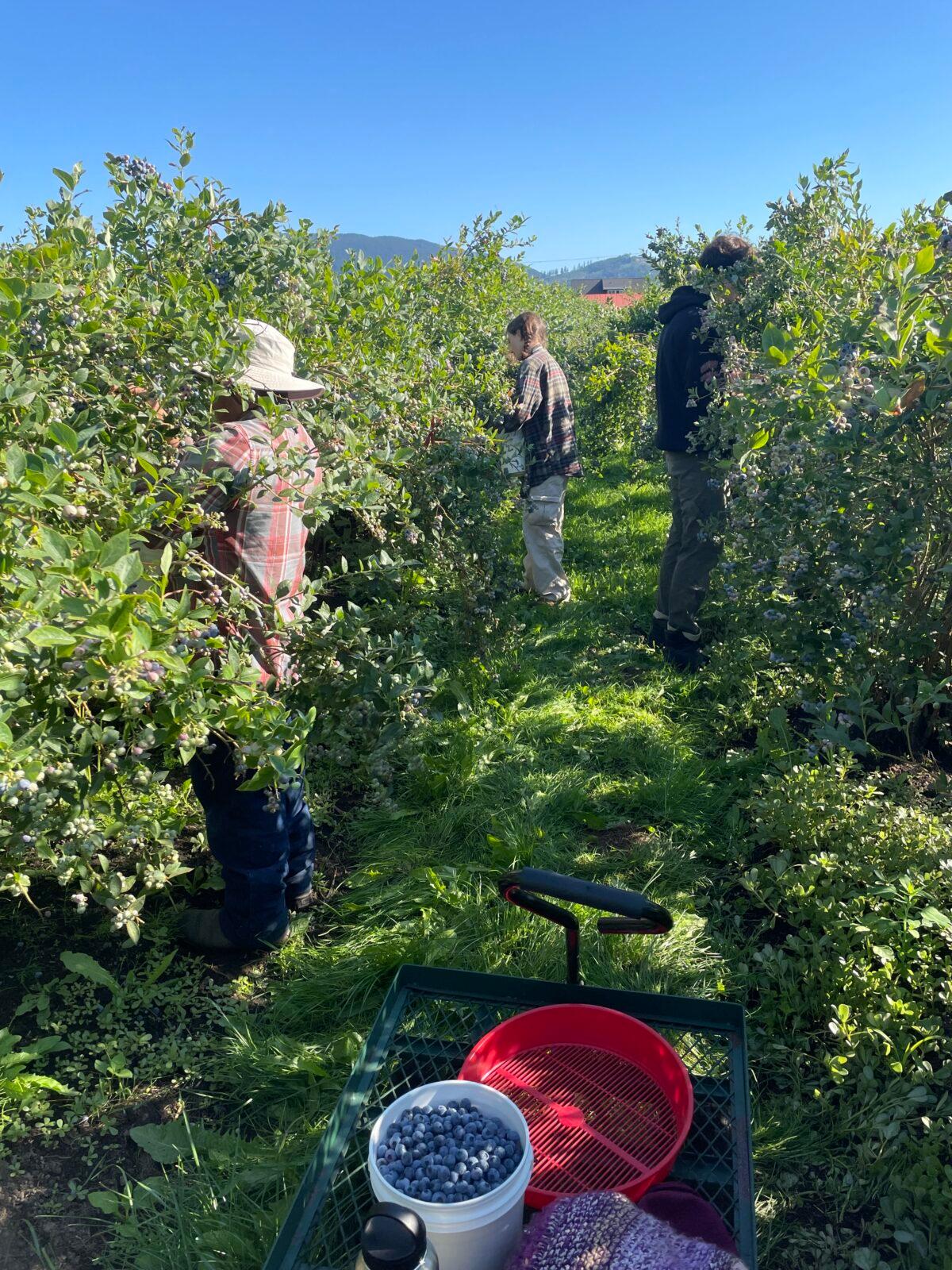 Pablo Silva (L), long-time field manager at Bow Hill and owner of Silva Family Farms, leads his team of pickers to get started on this year's harvest. (Courtesy of Bow Hill Blueberries)