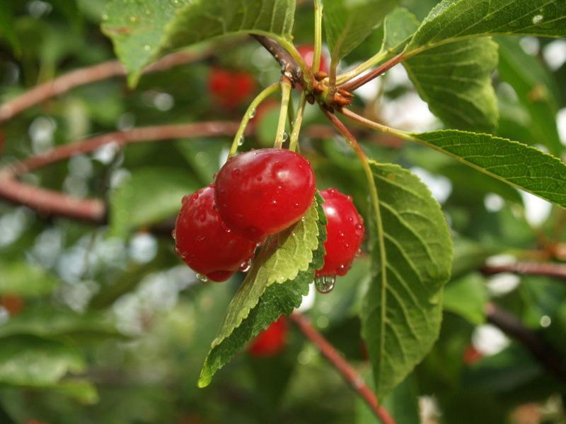 Door County is known for its abundant cherry production. (Kevin Revolinski)