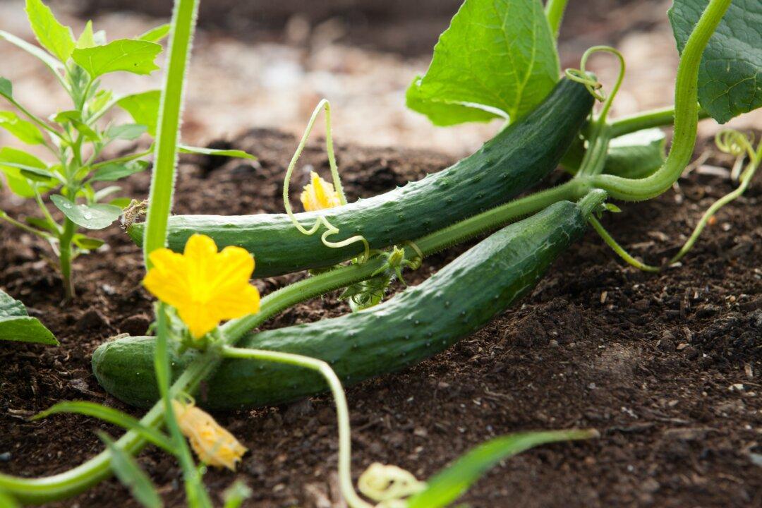 Tips for a Thriving Organic Garden