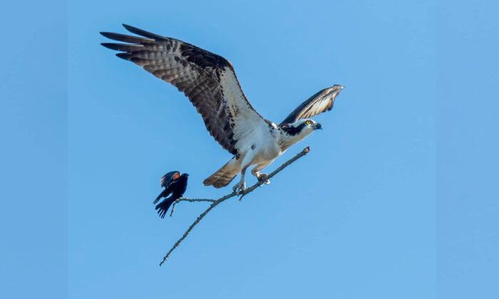 Once-in-a-Lifetime Photo of Small Bird Hitching a Ride on Bigger Bird’s Stick
