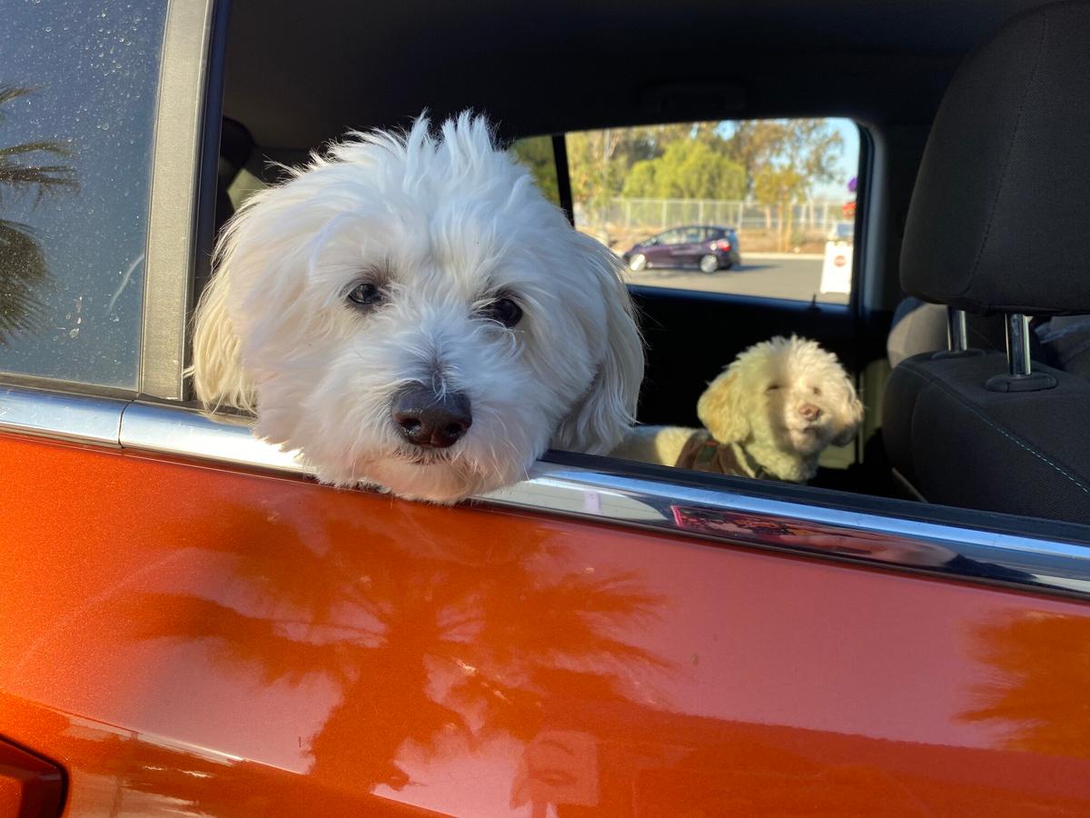 Pet Surrenders are on the Rise as Housing Issues Prevail