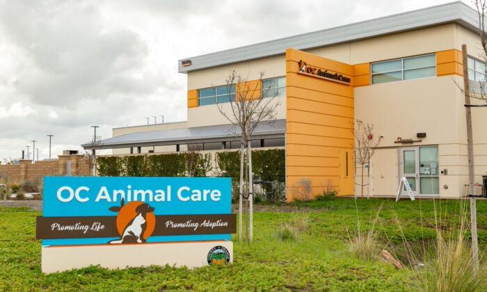OC Animal Care Holds Free Adoption for 200 Pets