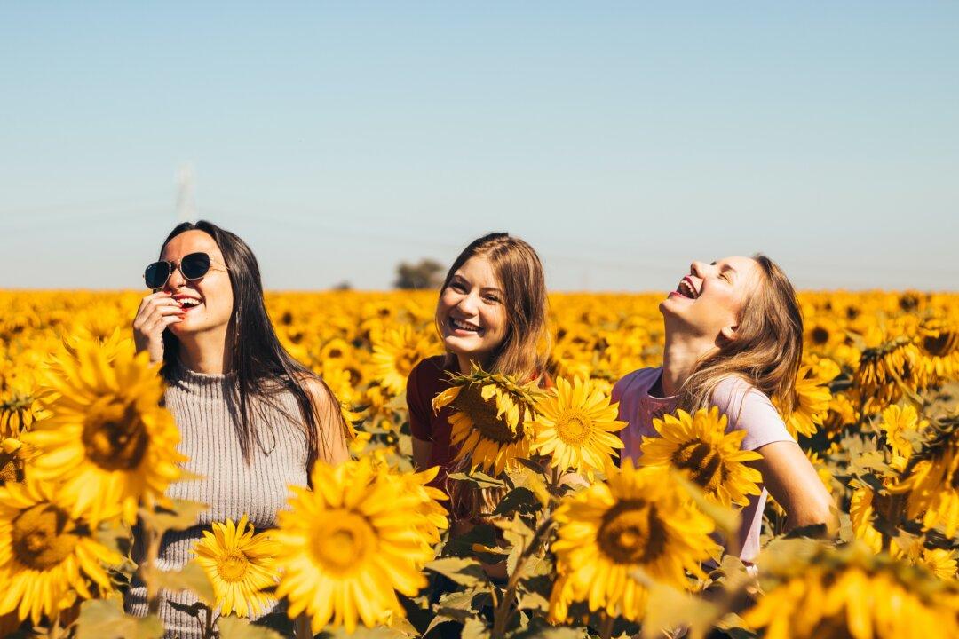 Pick-Your-Own Adventure as Sunflower Season Blooms in Australia