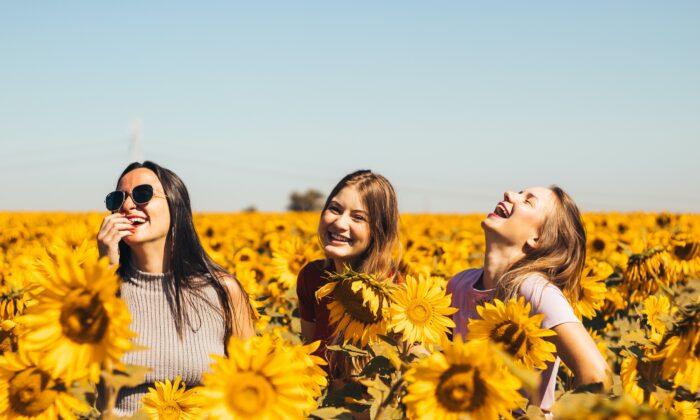 Pick-Your-Own Adventure as Sunflower Season Blooms in Australia