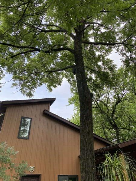 This black walnut tree is a tree Guy and Edie Sternberg saved on the property of Starhill Forest Arboretum because “it’s a great lawn tree,” Guy Sternberg said. (Tamara Browning)
