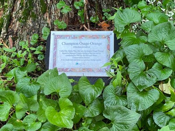 Pictured is a plaque designating the existing Osage Orange that Guy and Edie Sternberg saved on the property of Starhill Forest Arboretum as a “Champion Osage-Orange.” (Tamara Browning)