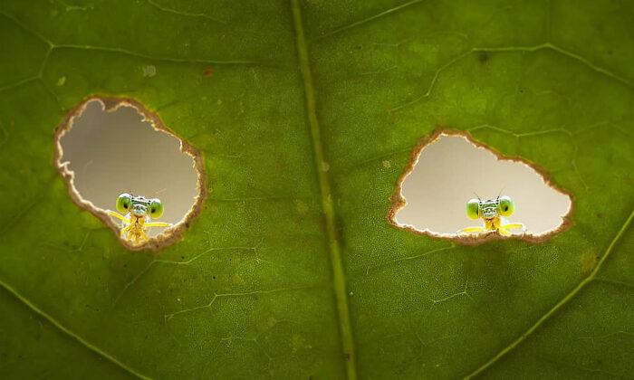 Macro Photographer Captures Damselflies and Other Crawlers ‘Spying’ on Him From Hiding Spots