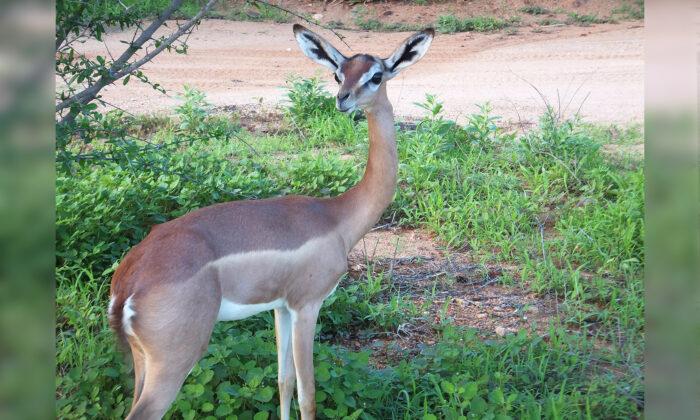 Unique-Looking ‘Gerenuk’ Antelope Can Survive Its Whole Life Without Ever Drinking Water