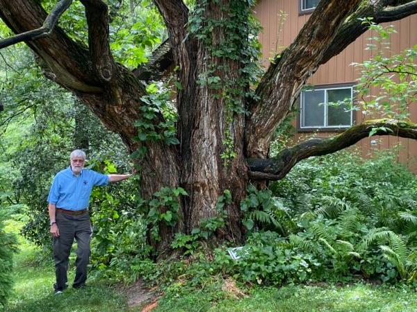 Guy Sternberg, who founded Starhill Forest Arboretum with his wife, Edie, stands by the existing, 1930 Osage Orange the Sternbergs' saved on the Arboretum’s property near Petersburg, Illinois. (Tamara Browning)