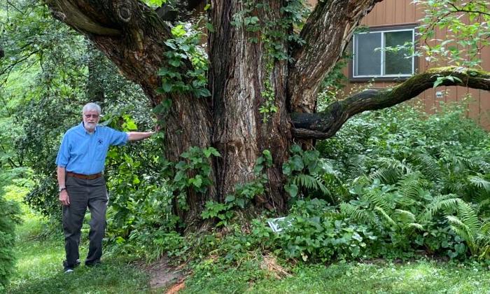 Choosing old, new trees for your lawn