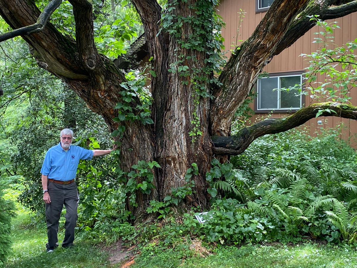 Choosing old, new trees for your lawn