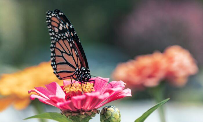Pollinator Gardens That Get the Butterflies and Bees Buzzing