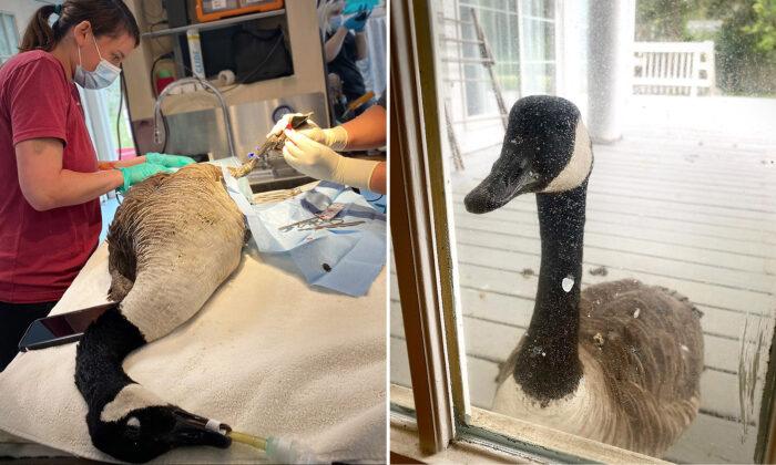 Loyal Goose Woefully Watches Injured Mate Undergo Surgery Through Window of Wildlife Hospital