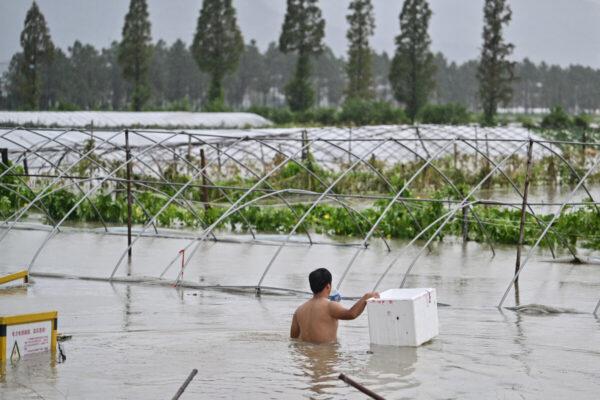 A man walks through a flooded grove to try and recover some gourds after heavy rains brought by Typhoon In-Fa in China's Zhejiang Province, on July 26, 2021. (Hector Retamal / AFP)