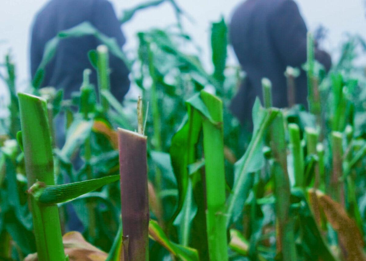 A corn farm leveled by terrorists. (Masara Kim/The Epoch Times)