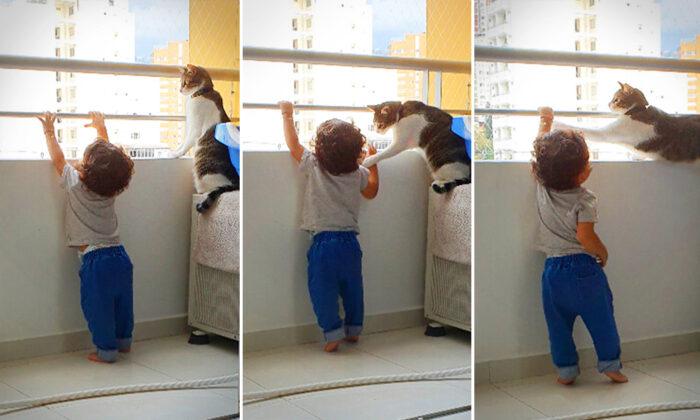 VIDEO: Quick-Thinking Family Cat Sees Toddler Reach for High-Rise Balcony Rail, Takes Adorable Action