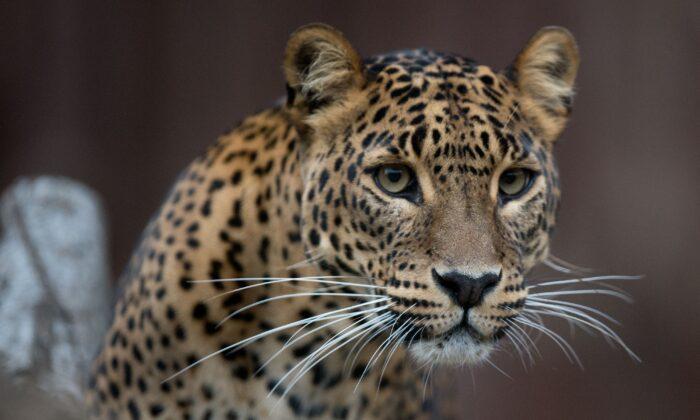 Florida Zoo: Man Injured by Jaguar After Crossing Barrier